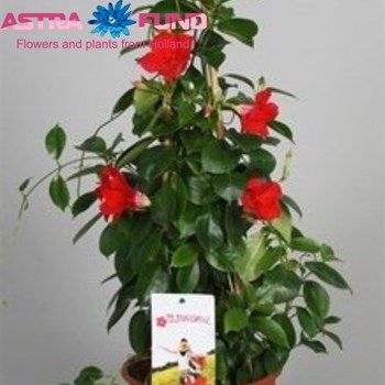 Mandevilla Sundaville Red photo