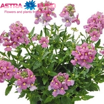 Nemesia Pink photo