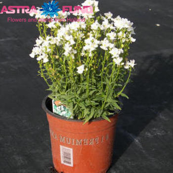 Nemesia White photo