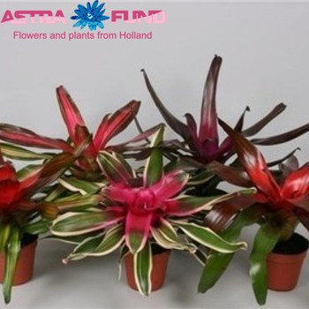 Neoregelia Donger photo