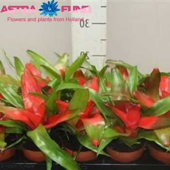 Neoregelia Meyendorfii photo