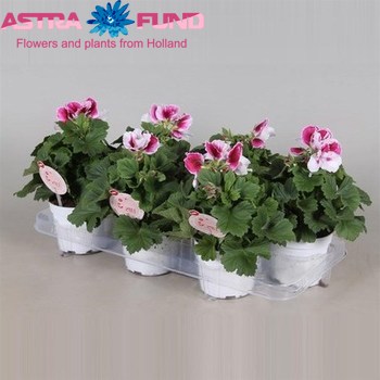 Pelargonium Bravo photo