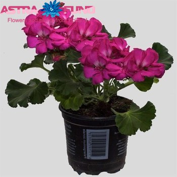 Pelargonium Pelt. Double Purple Foto