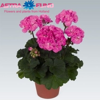 Pelargonium Rosane photo