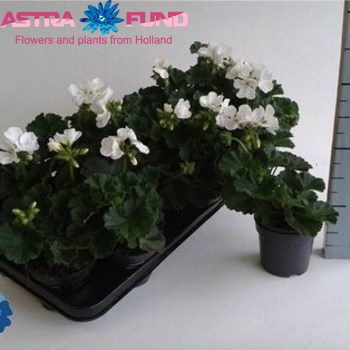 Pelargonium Zon. White Foto