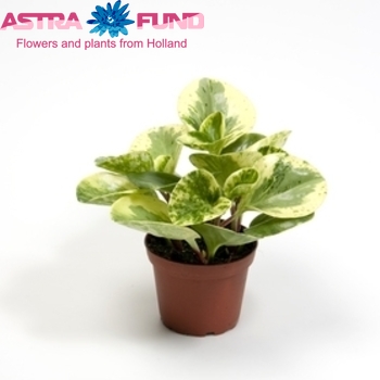 Peperomia Green Gold photo