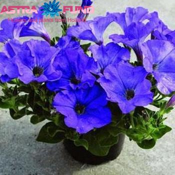 Petunia Casc.Blue Sky photo