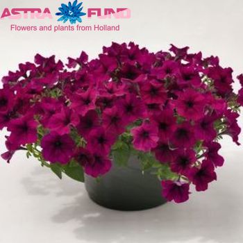 Petunia Casc.Burgundy photo