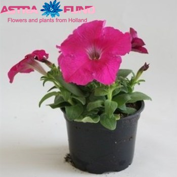 Petunia Casc.Purple photo