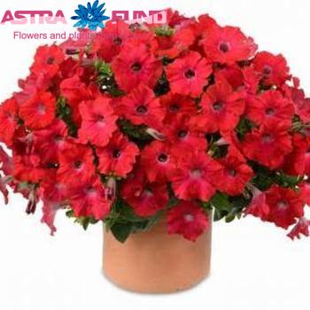 Petunia Casc.Red photo