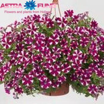 Petunia Casc.Striped Pink фото