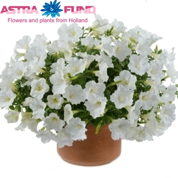 Petunia Casc.White photo