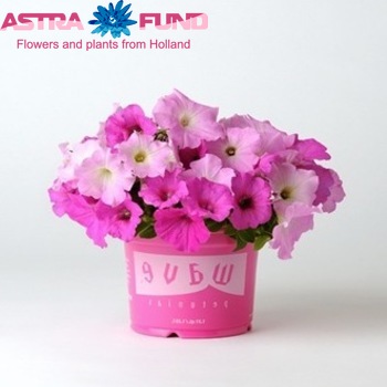 Petunia Pink photo