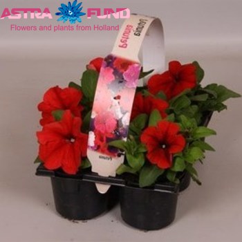 Petunia Red photo