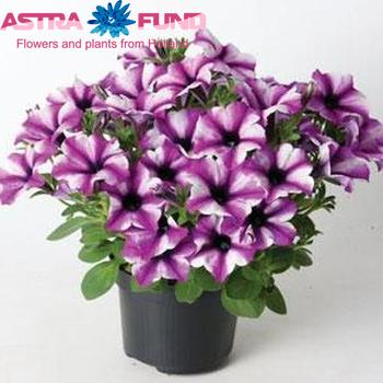 Petunia Viva Stardust photo