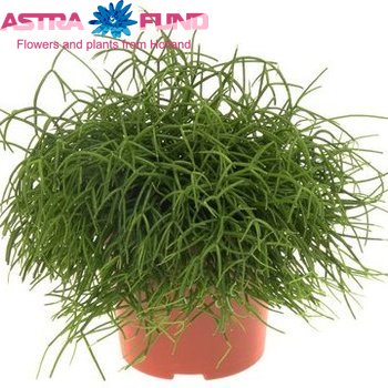 Rhipsalis Cassutha Foto