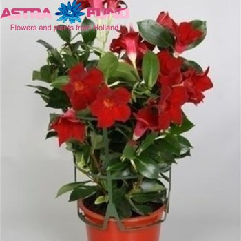 Mandevilla Rio Deep Red photo