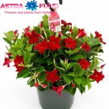 Dipladenia Rio Deep Red Hang photo