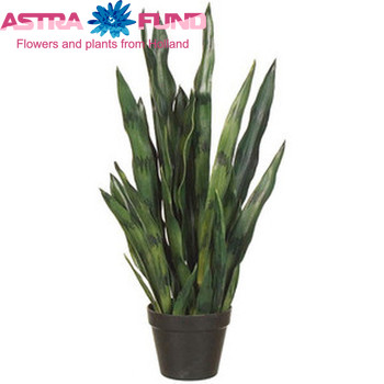 Sansevieria Black Coral photo