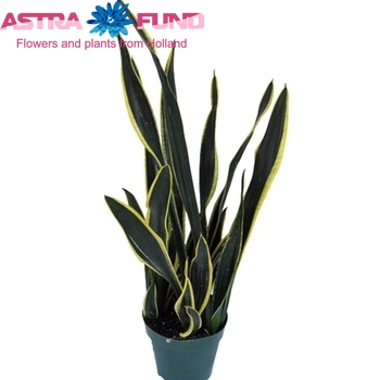 Sansevieria Black Gold photo