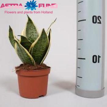 Sansevieria Golden Edge Hahnii photo