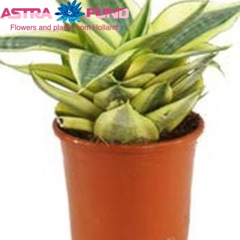 Sansevieria Golden Hahnii photo