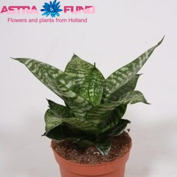 Sansevieria Hahnii photo