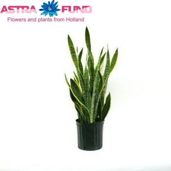 Sansevieria Laurentii photo