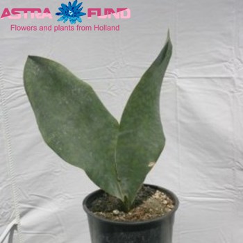 Sansevieria Mansoniana Victoria photo