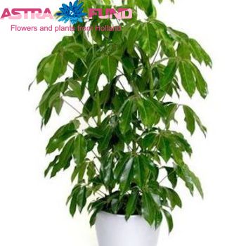 Schefflera Amate photo