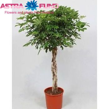 Schefflera Compacta Gevlochten Stam photo