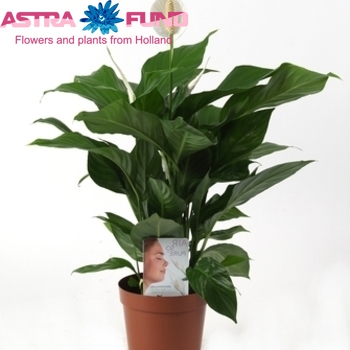 Spathiphyllum Lima photo