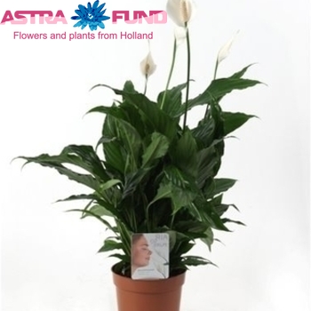 Spathiphyllum Sweet Chico photo