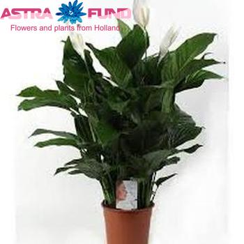 Spathiphyllum Sweet Lauretta photo