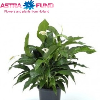 Spathiphyllum Sweet Pablo photo