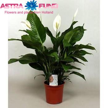 Spathiphyllum Sweet Silvio photo