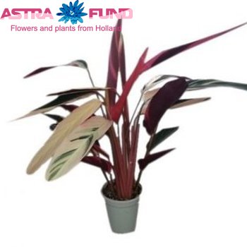 Stromanthe Sanguinea Triostar photo