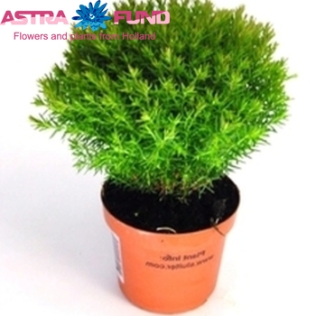 Thuja Teddy photo