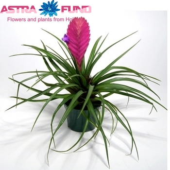 Tillandsia Anita photo