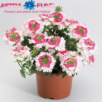 Verbena Pink Twister foto