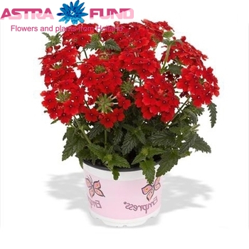 Verbena Red photo