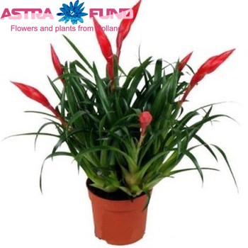 Vriesea Astrid (MultiFlower) photo