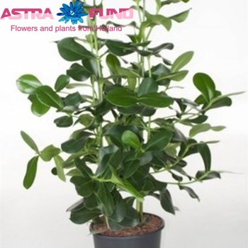 Clusia Rosea Princess photo