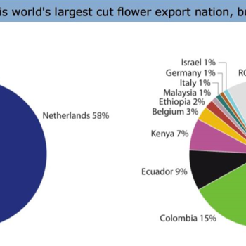 Крупнейший в мире экспортер цветов фото