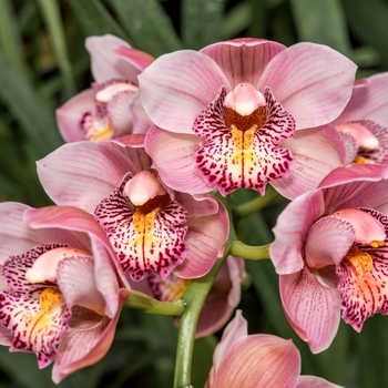Attention! Cymbidium season begins! Foto