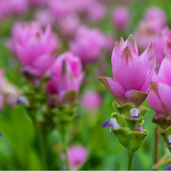 Attention! Curcuma season begins! photo