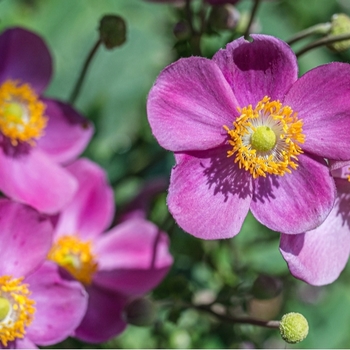Attention! The season of anemone is over! photo
