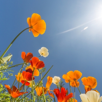 May 24, on Monday, there is a holiday - Whit Monday. The auction and the banks are closed! photo