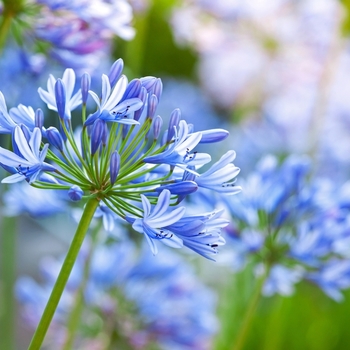 Attention! The season of agapanthus is over! photo