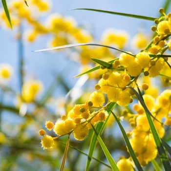 Attention! Acacia season begins! photo